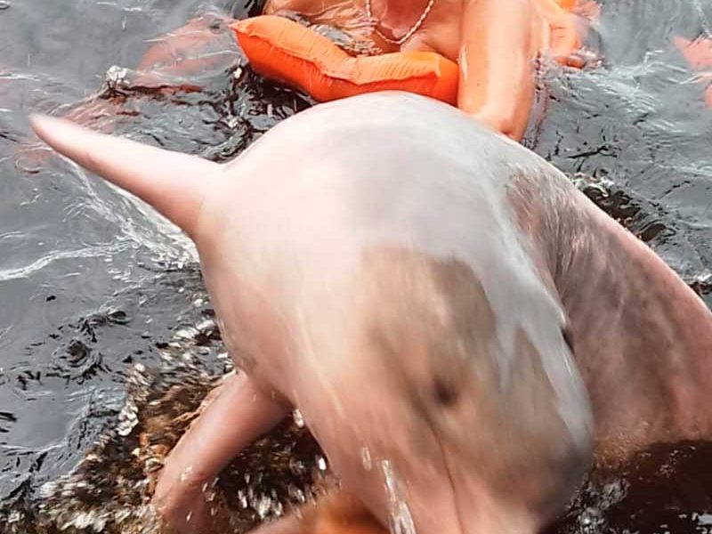 anavilhanas-dolphin-3